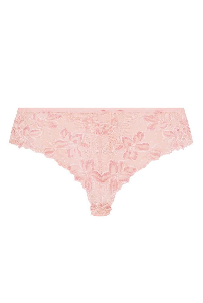Rosa Faia Shorty Suzette 1952 wild rose - Rückansicht